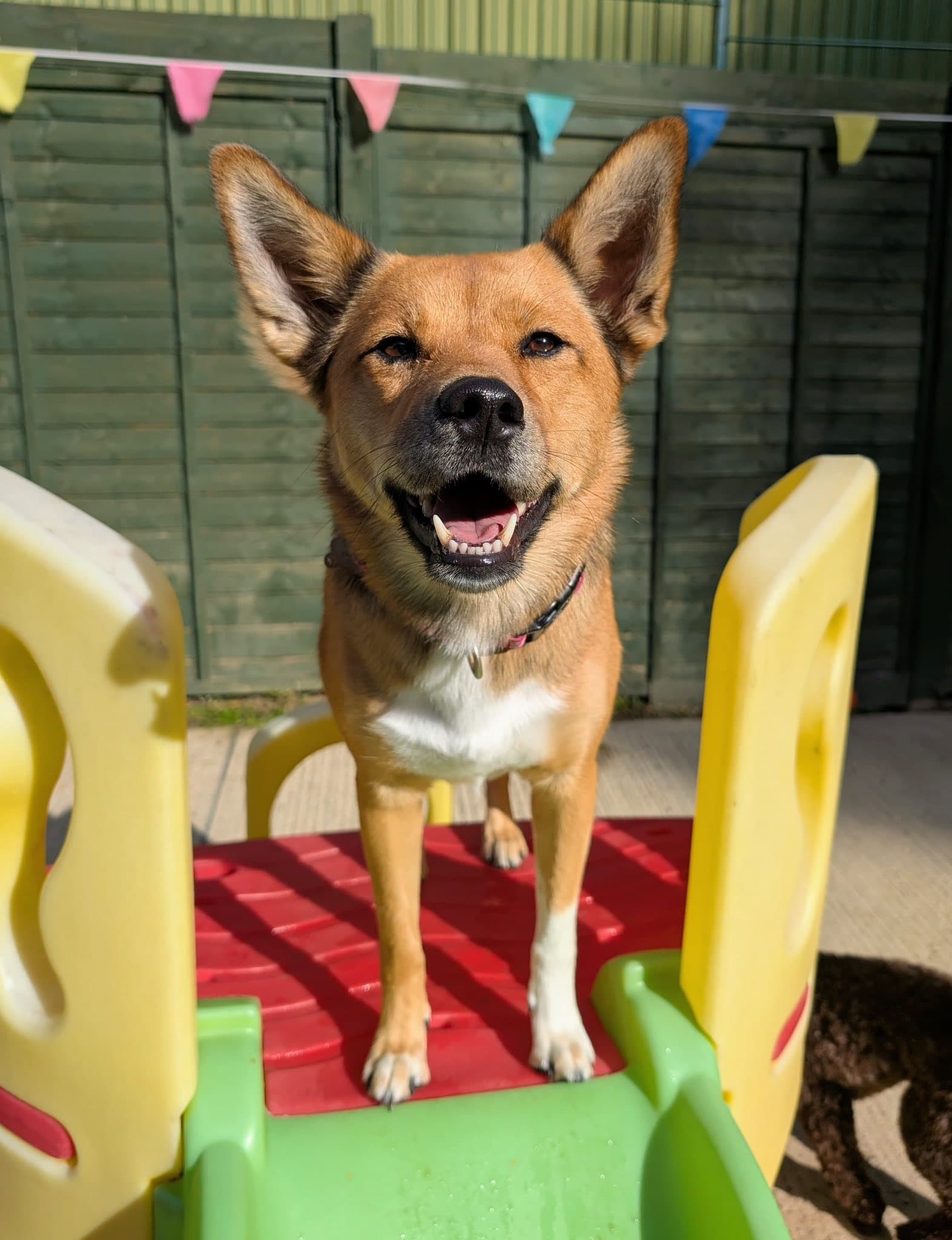 A dog on outdoor play equipment at Precious Paws Suffolk