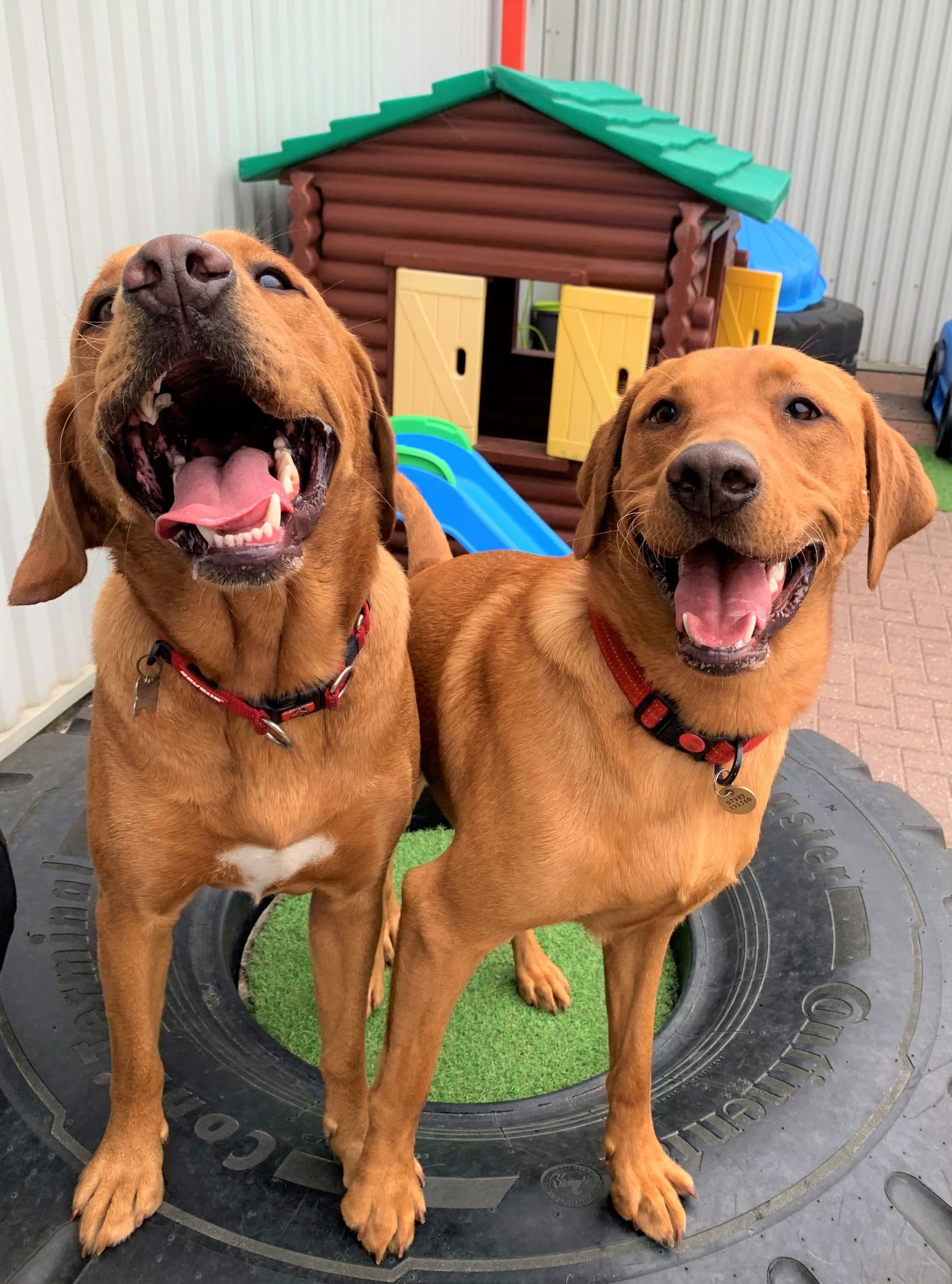 Two dogs beside play equipment at Suffolk Dog Town