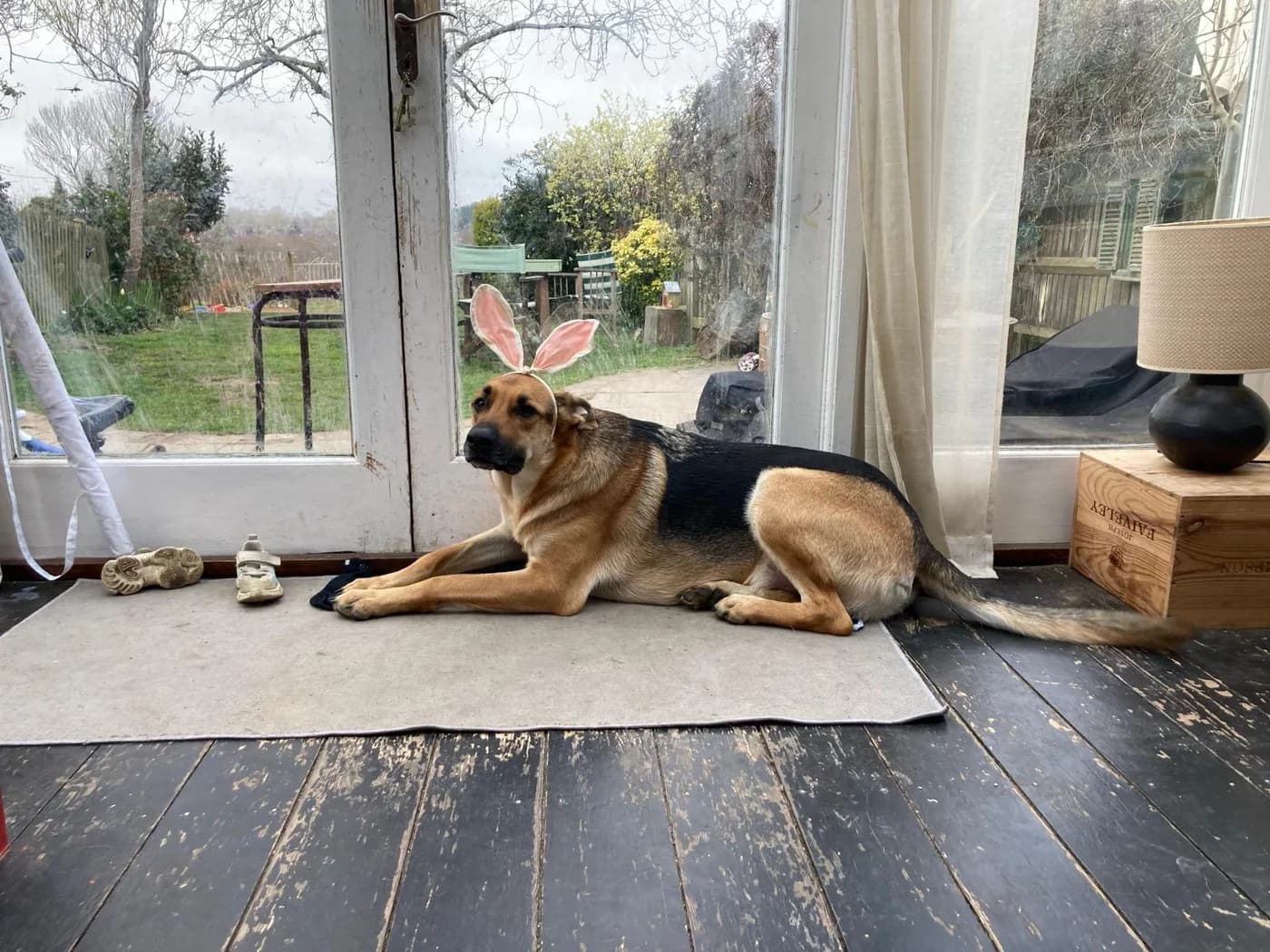 Django the Spanish Mastiff cross German Shepherd in the doorway with bunny ears on