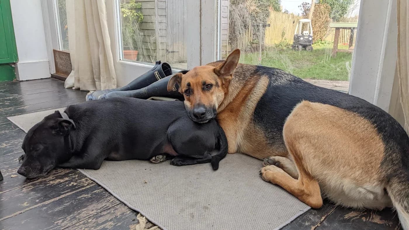Senna and Django, Lorna and Charlie's dogs, curled up together at home